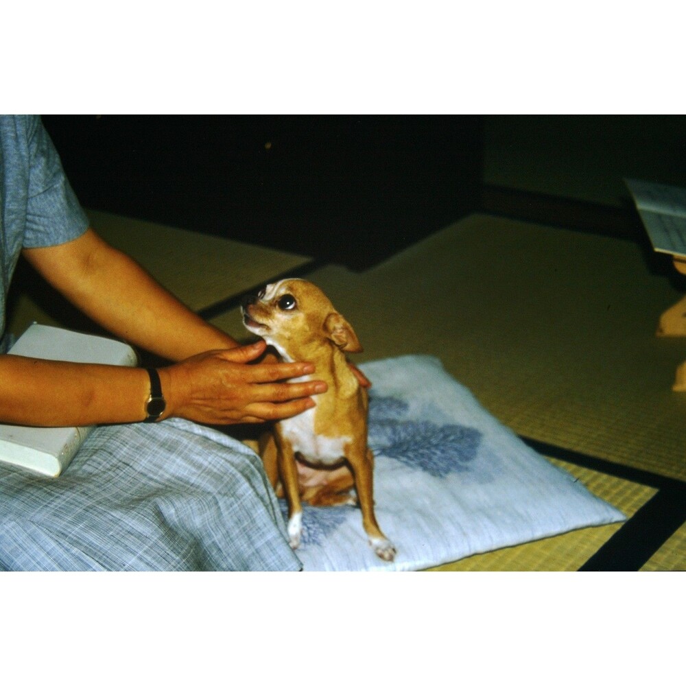 1980s Pro Photo Lab Japan Travels, A man and his Chihuahua